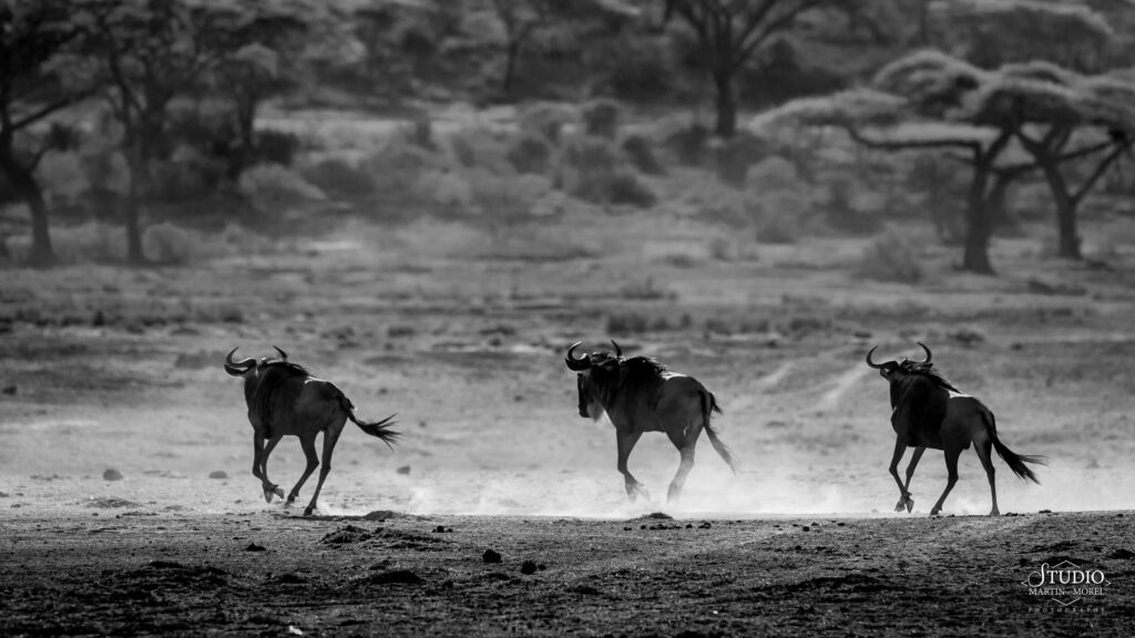 Gnous en pleine course dans la poussière, savane africaine
