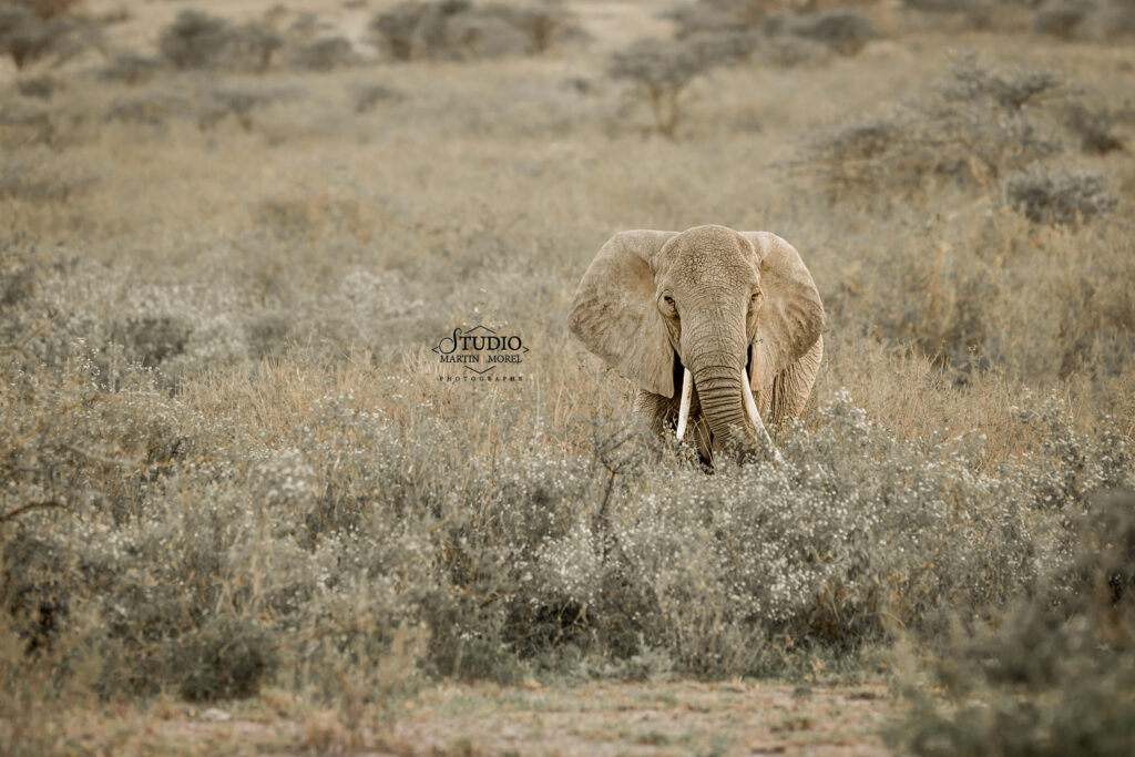 Éléphant dans les hautes herbes fleuries, savane africaine