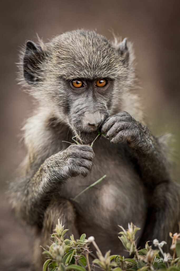 Babouin, Tanzanie