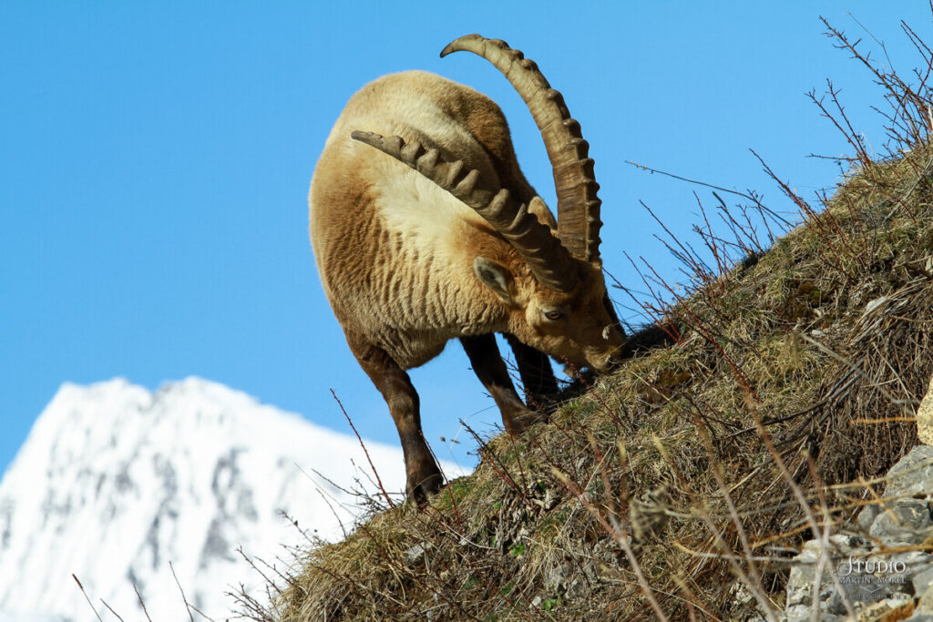 Bouquetin photographié par Martin Morel