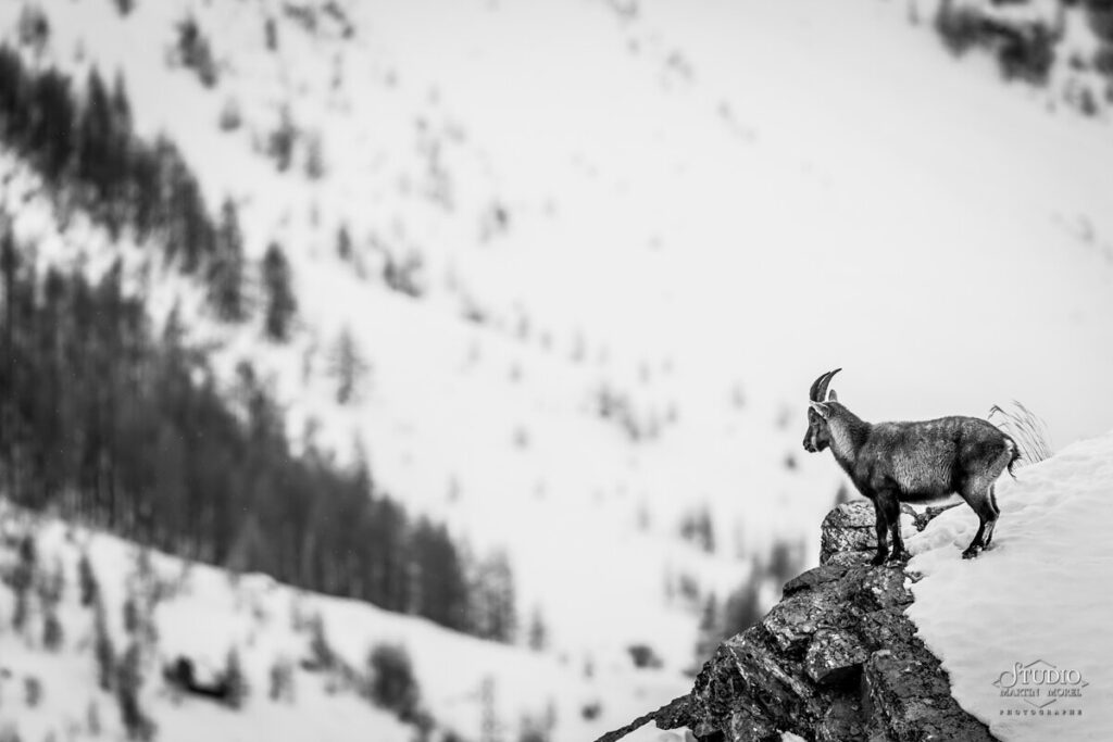 Bouquetin photographié par Martin Morel