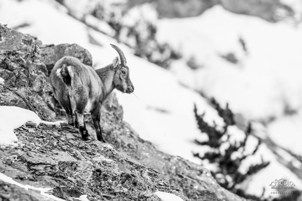 Bouquetin photographié par Martin Morel