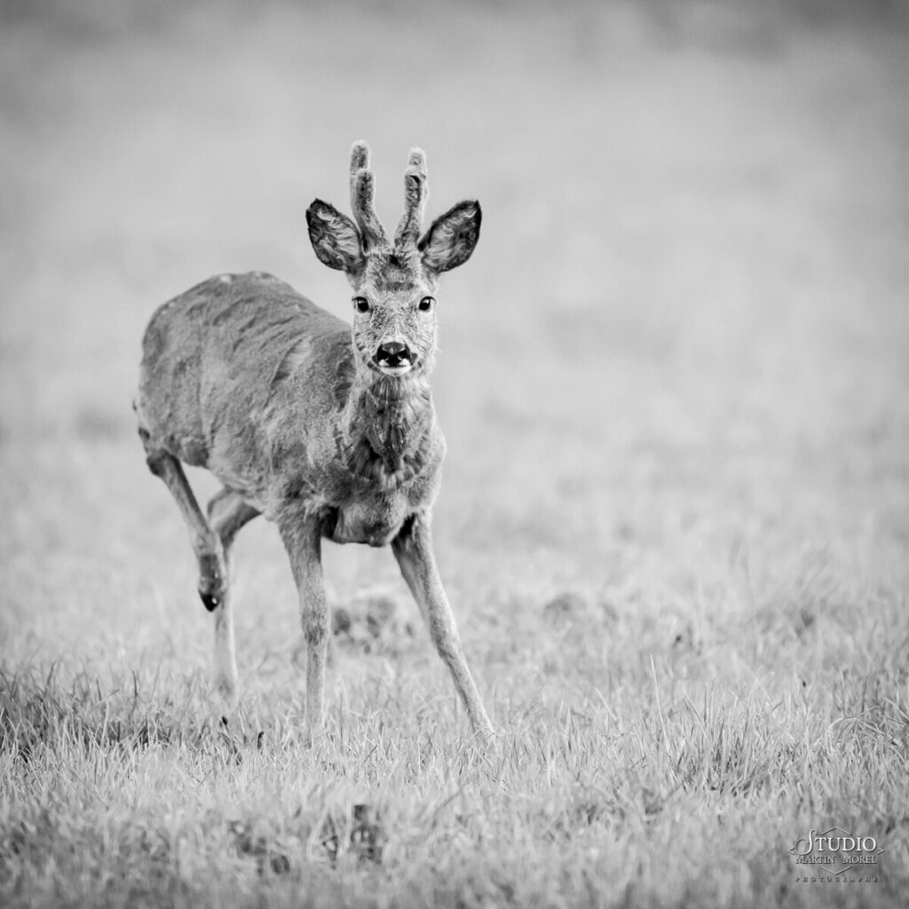 Chevreuil photographié par Martin Morel