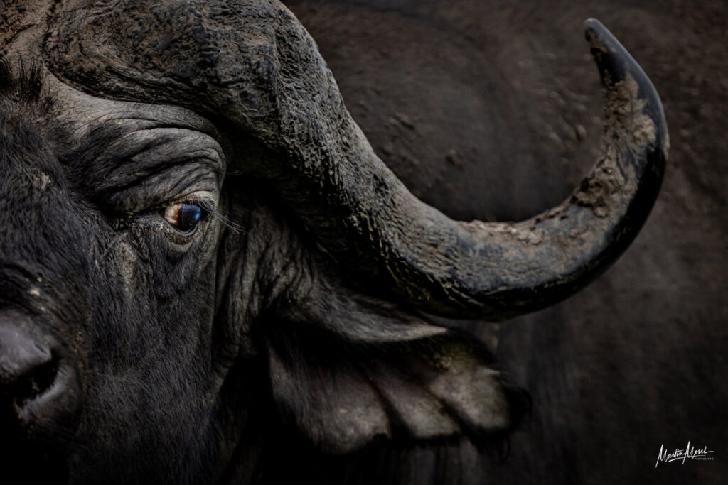 Buffle, Botswana