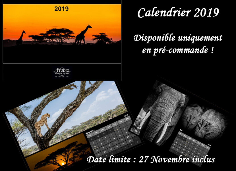 Calendrier 2019 de Martin Morel