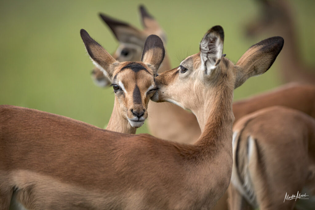 Impalas, moment de tendresse entre deux individus, Zimbabwe