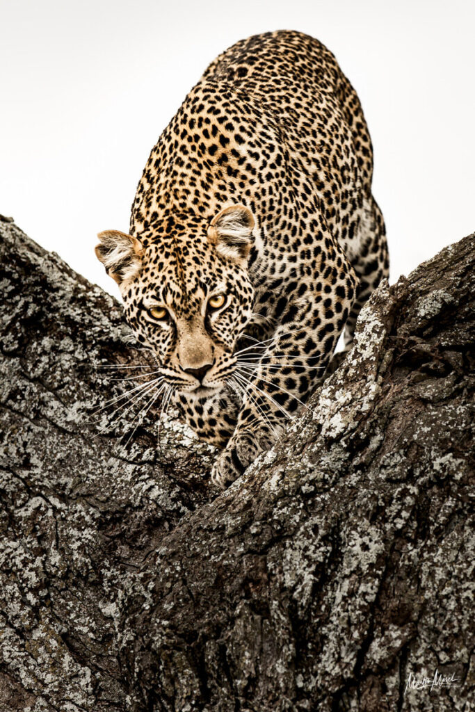 Léopard, Tanzanie