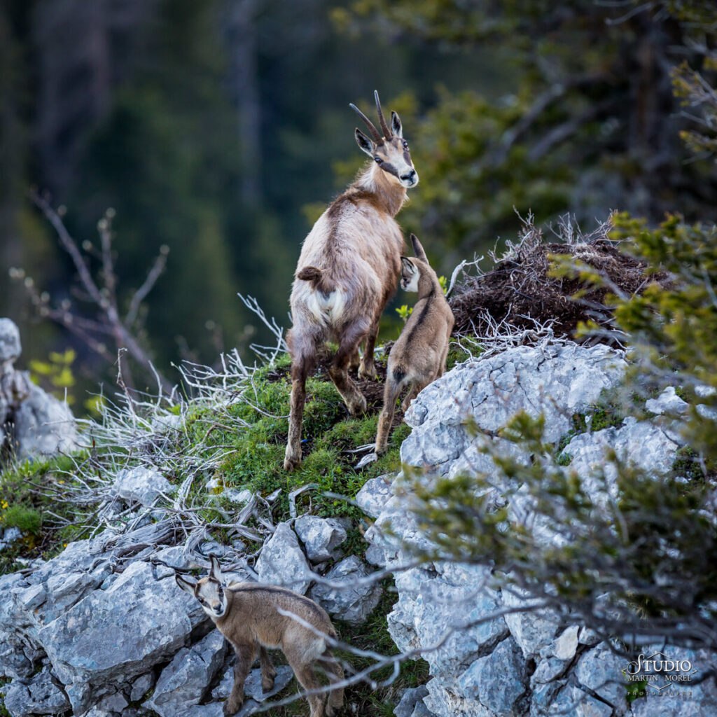 Chamois, massif de la Chartreuse