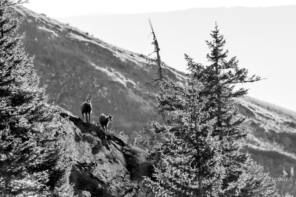 Chamois, massif de la Chartreuse