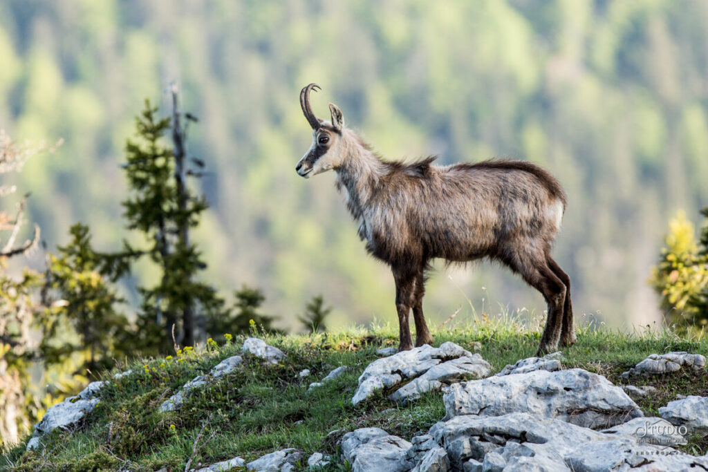 Chamois, massif de la Chartreuse