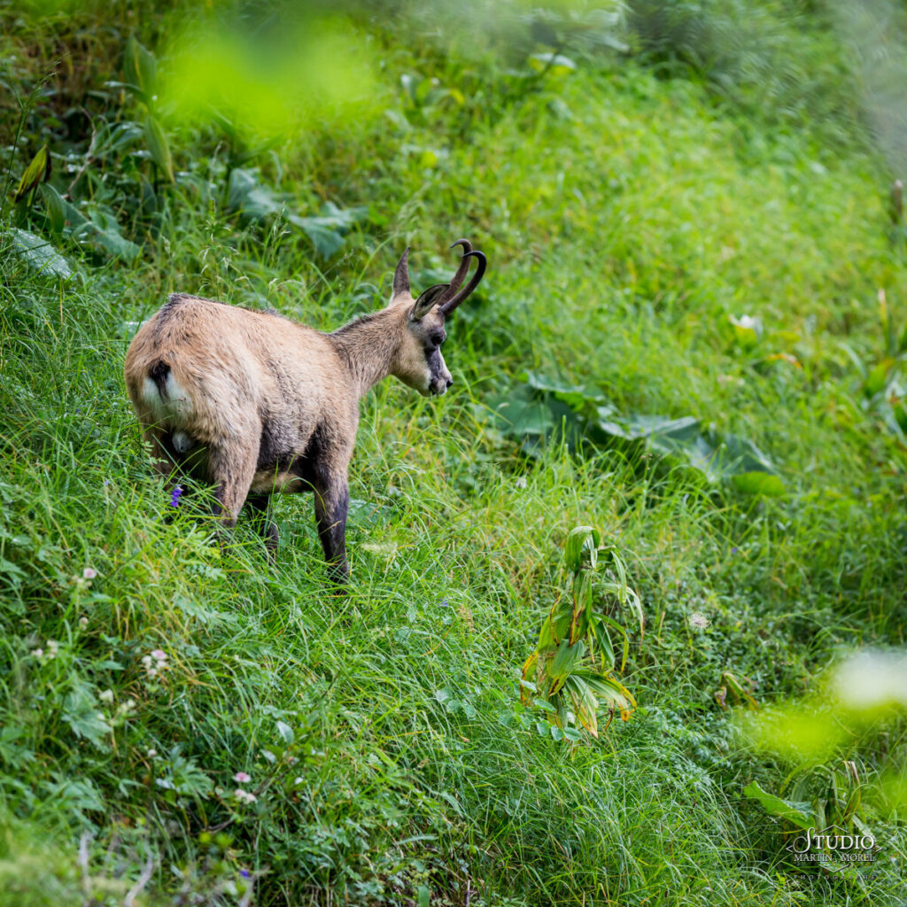 Chamois, massif de la Chartreuse