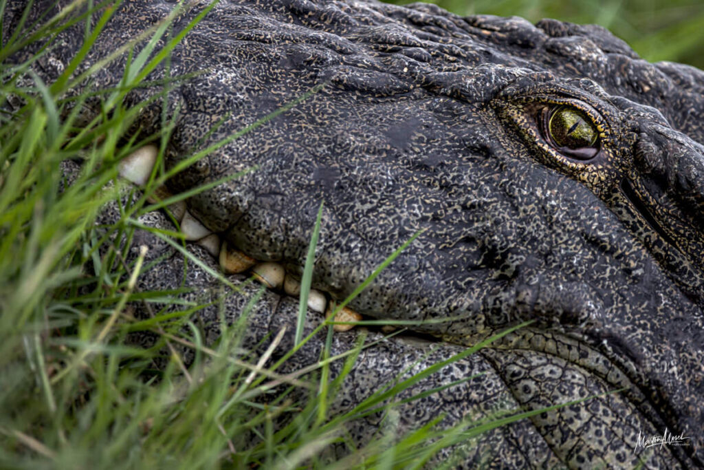 Crocodile camouflé dans les hautes herbes, Botswana