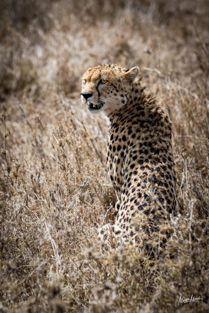 Guépard, Tanzanie