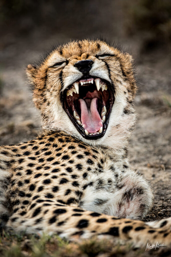 Guépard, cratère du Ngorongoro, Tanzanie