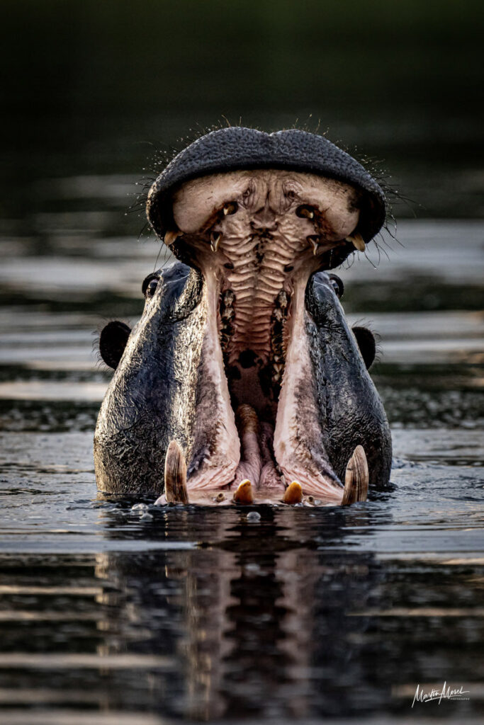 Hippopotame gueule grande ouverte, Botswana