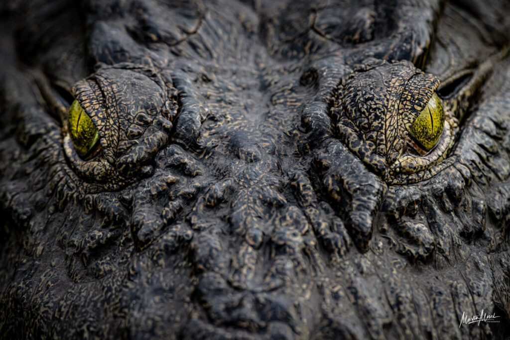 Crocodile, gros plan sur le regard, Botswana