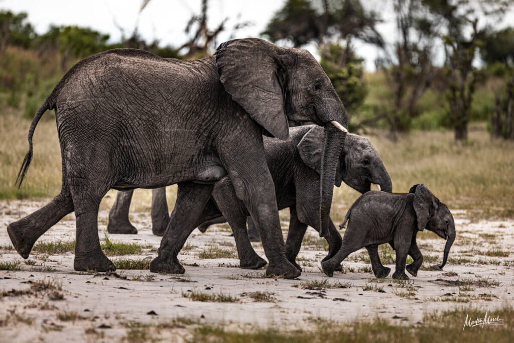 Éléphant, Botswana