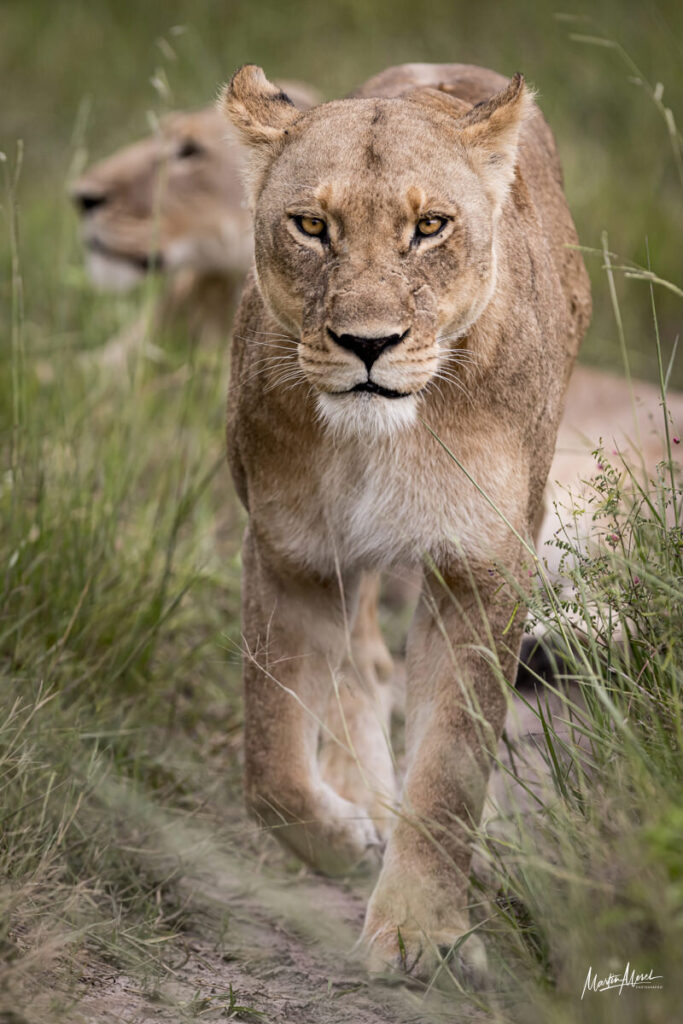 Lionne, Botswana