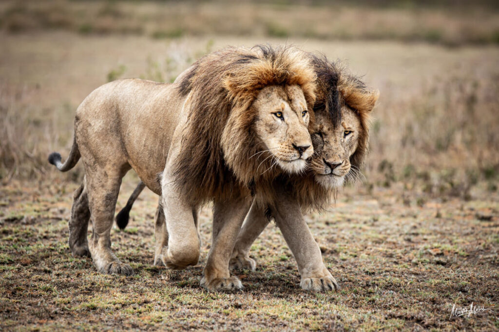 Lion, cratère du Ngorongoro, Tanzanie
