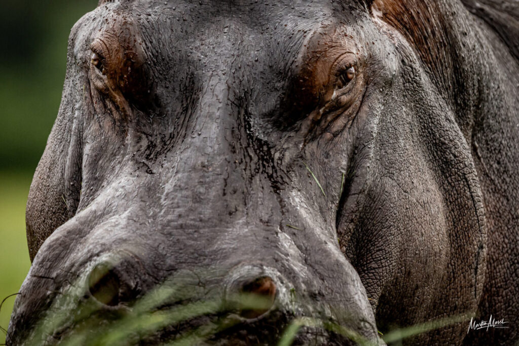 Hippopotame, regard perçant, Botswana