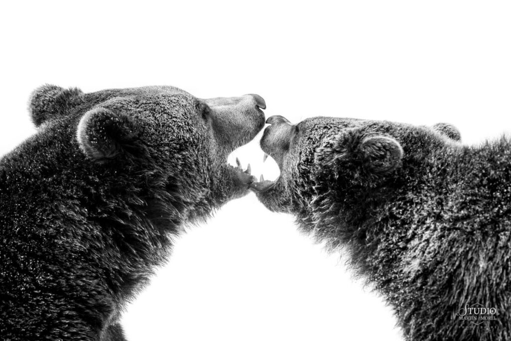 Ours photographié par Martin Morel