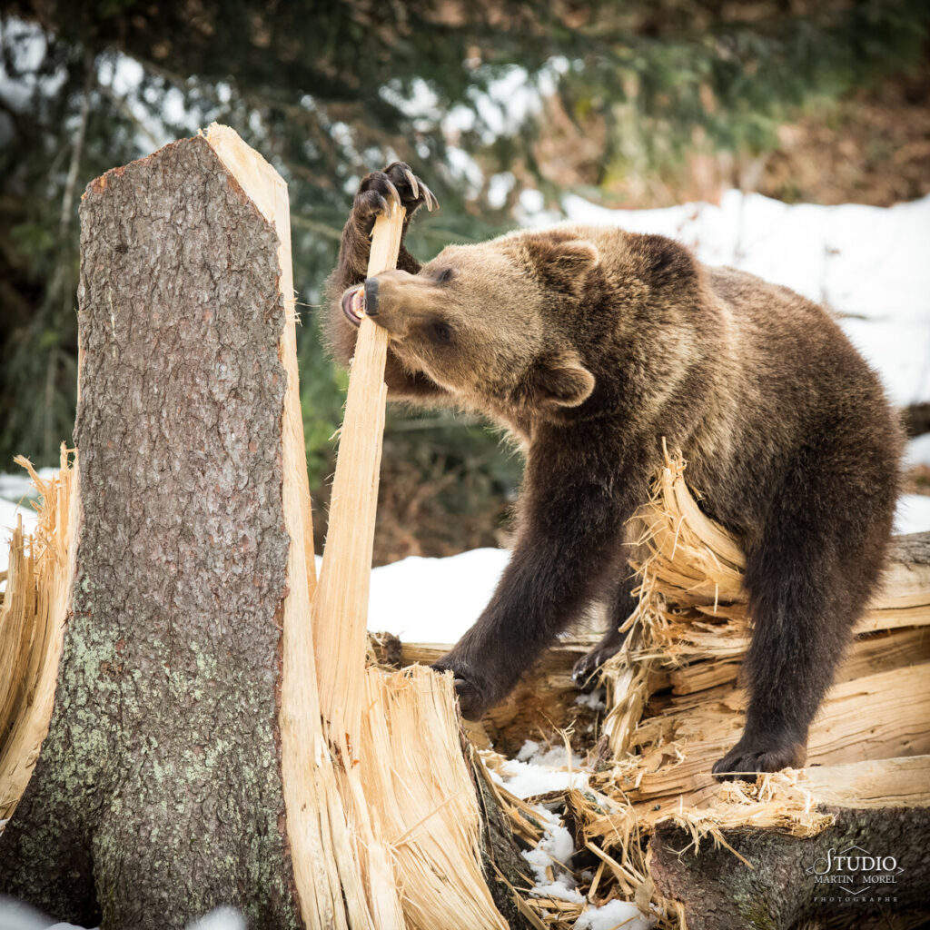 Ours photographié par Martin Morel