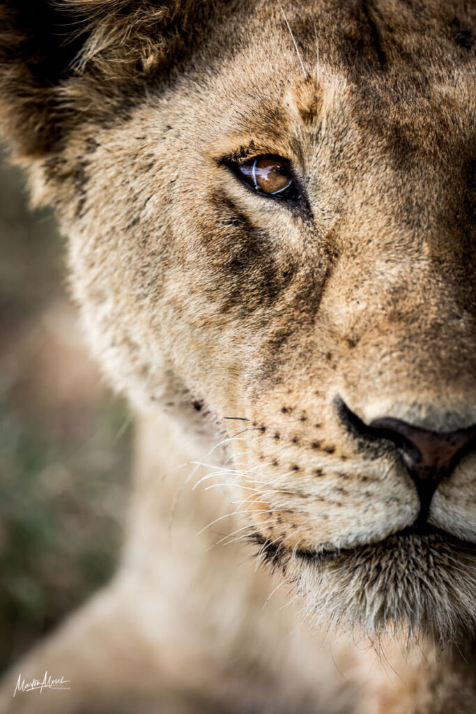 Lionne, cratère du Ngorongoro, Tanzanie
