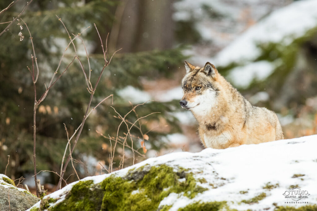 Loup photographié par Martin Morel
