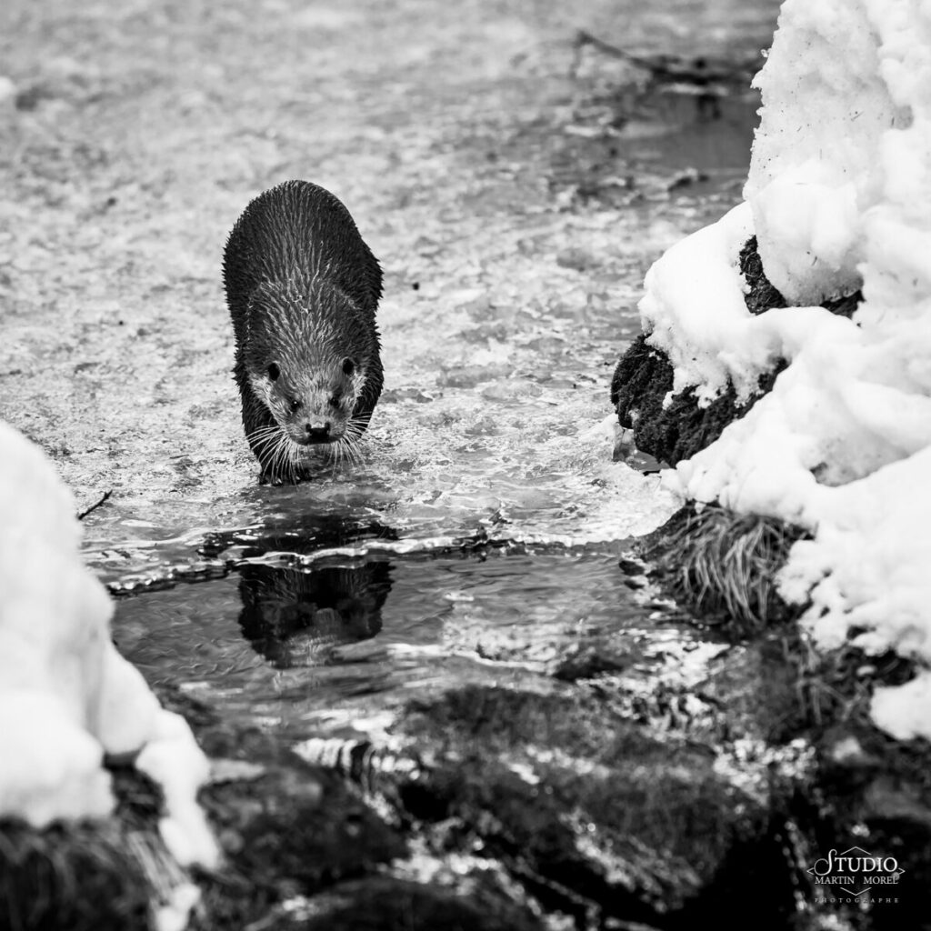 Loutre d'Europe
