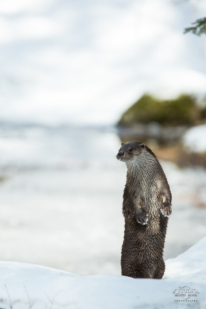 Loutre d'Europe