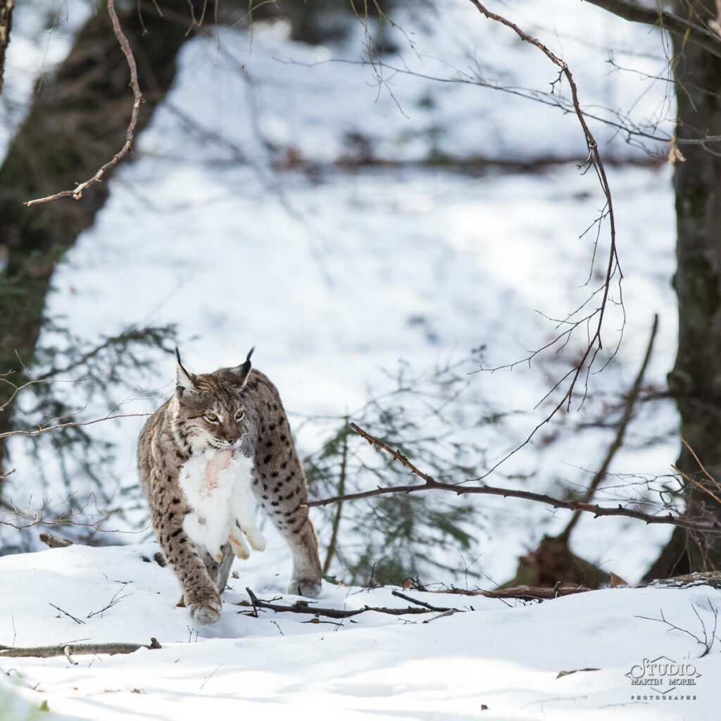 Lynx avec lièvre blanc