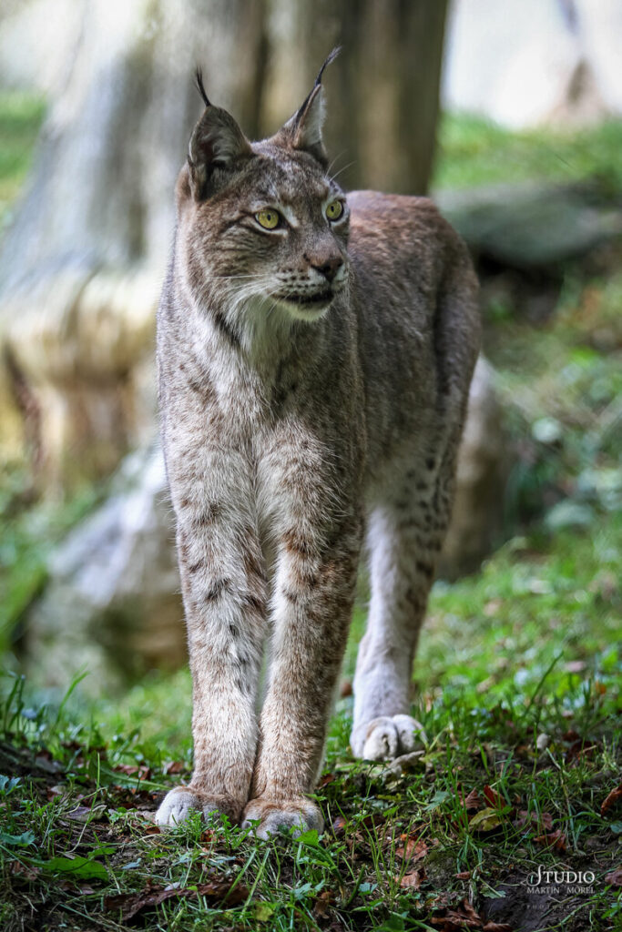 Lynx en Allemagne