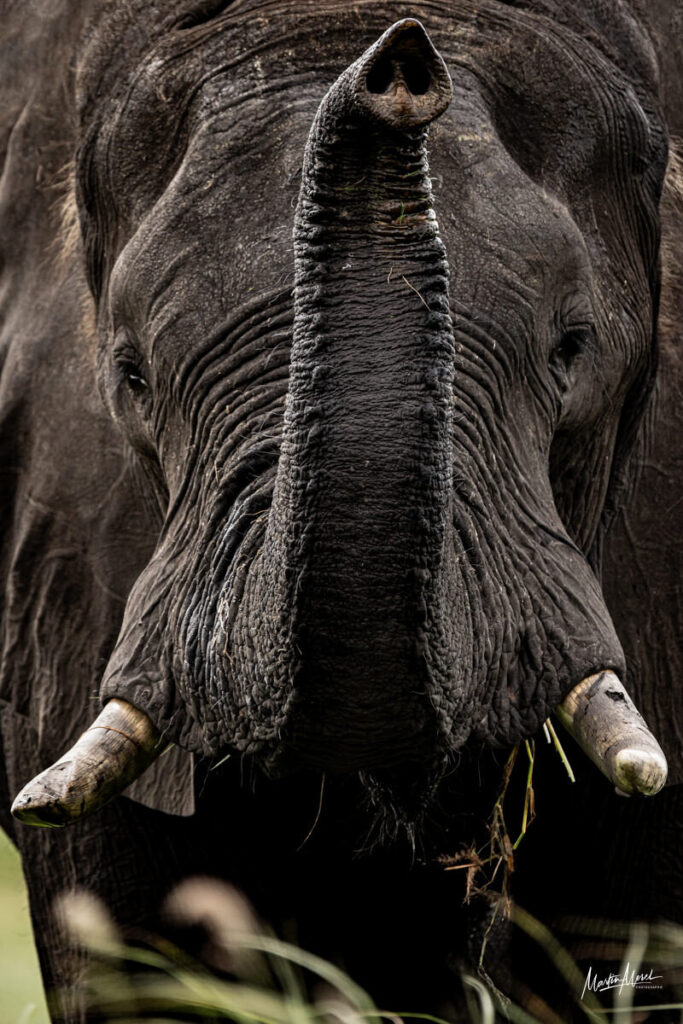 Éléphant, Botswana
