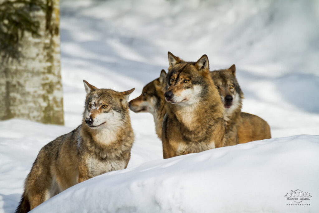 Loup photographié par Martin Morel
