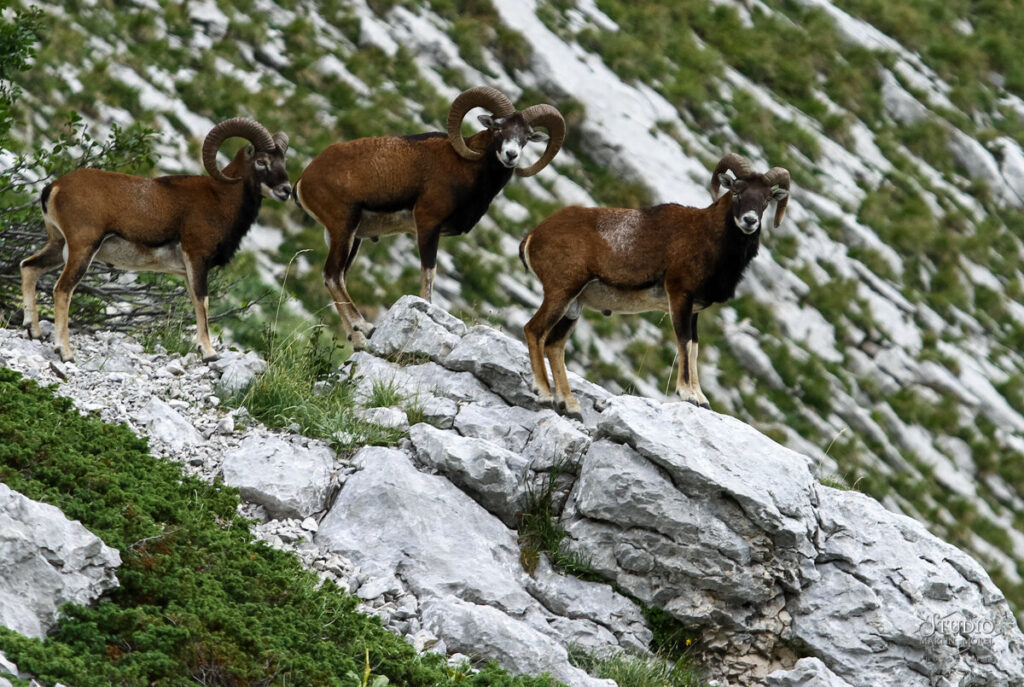 Mouflon, massif de la Chartreuse
