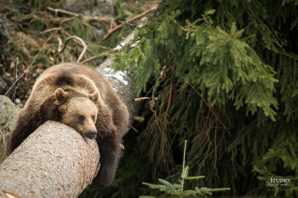 Ours photographié par Martin Morel