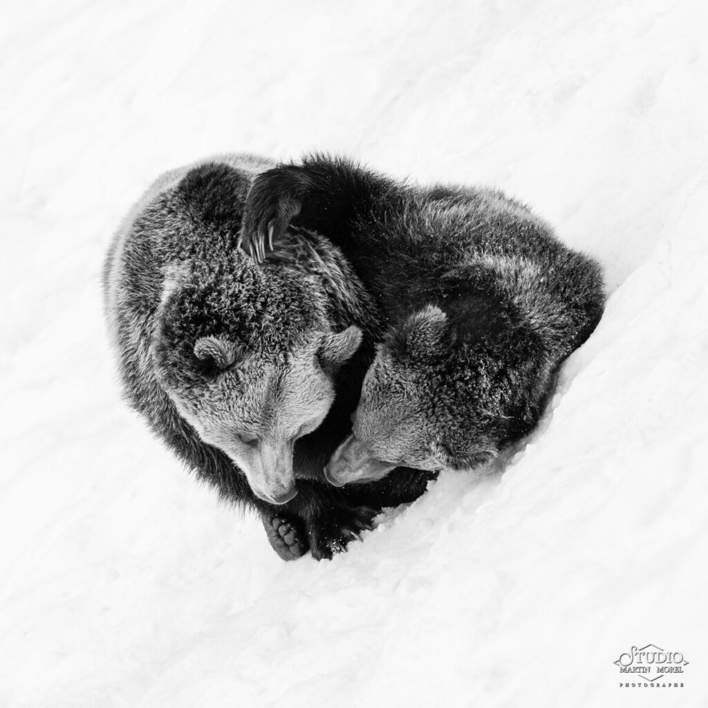Ours photographié par Martin Morel
