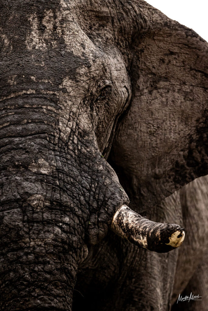 Éléphant, Botswana