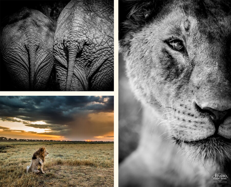 8ème place au concours Photographer Of The Year 2019, catégorie Wildlife