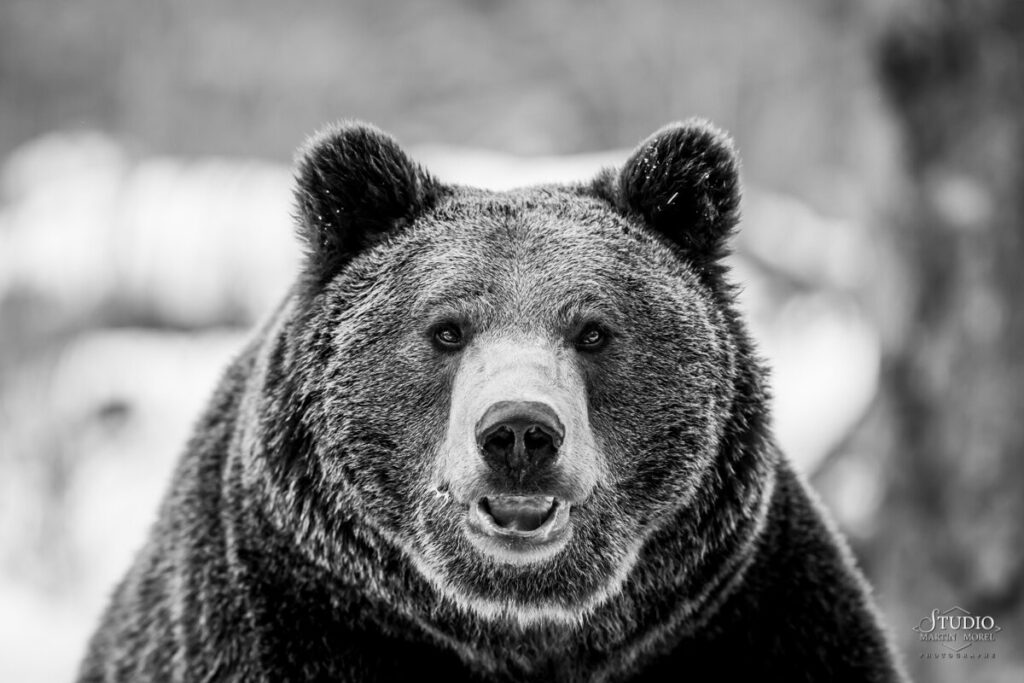Ours photographié par Martin Morel