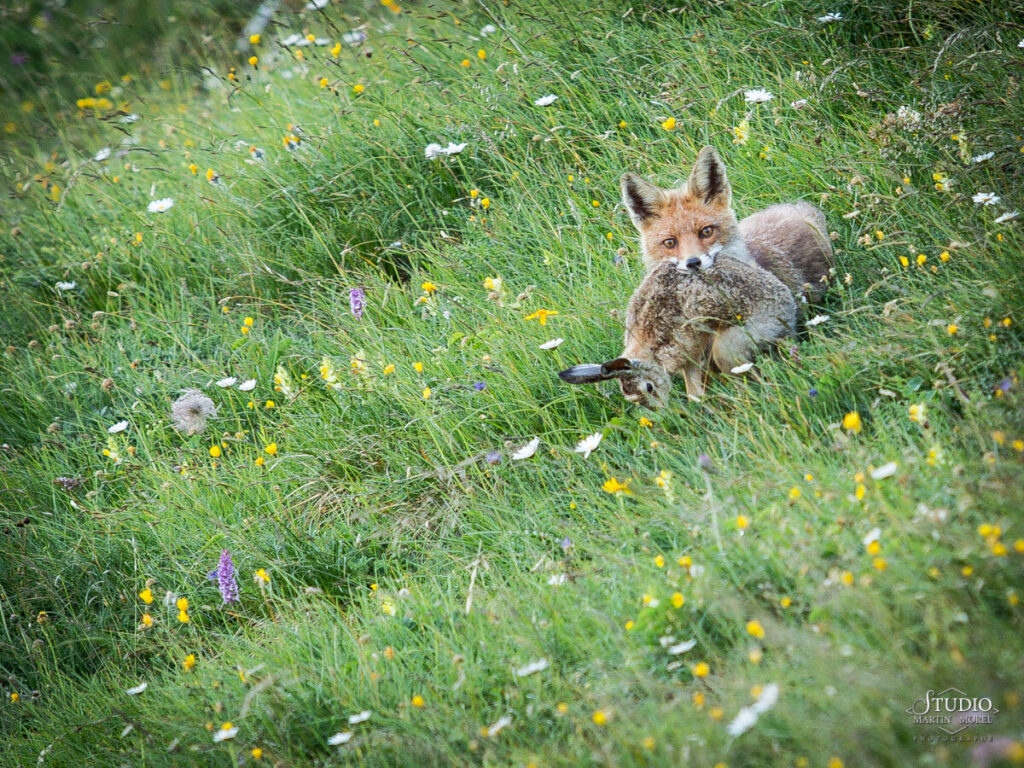 Renard après avoir chassé le lièvre