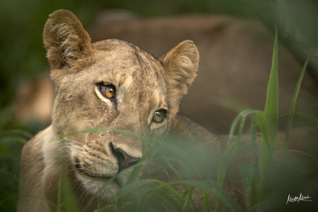 Lion, Zimbabwe