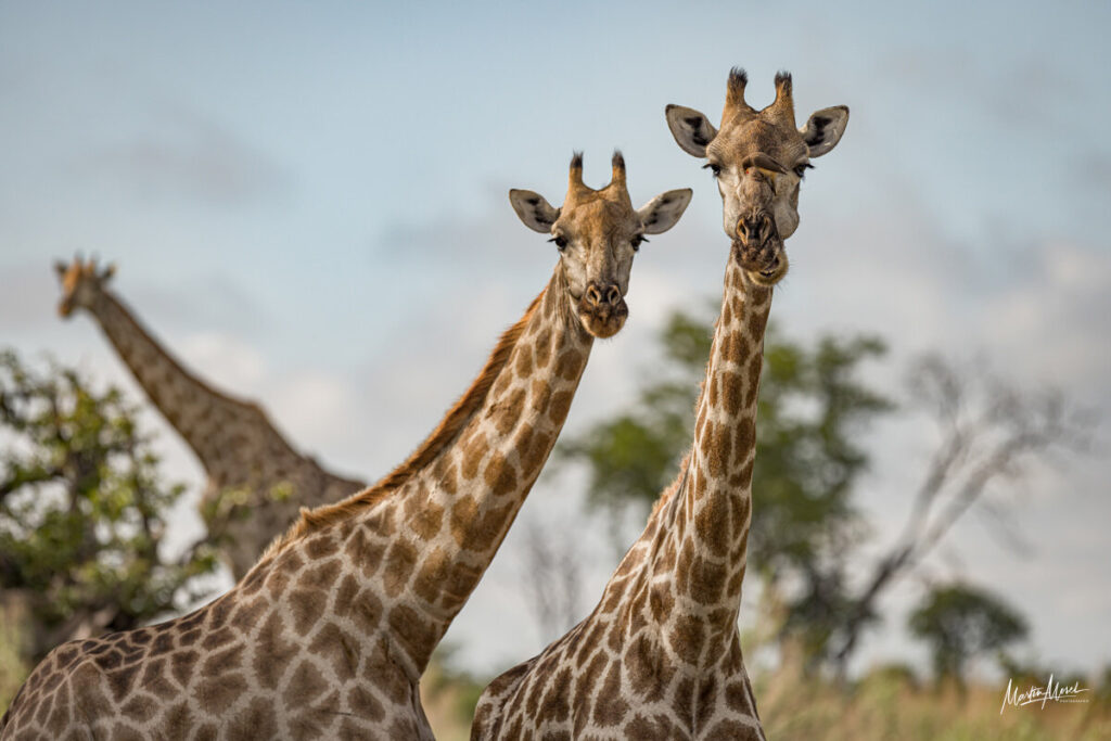 Girafe, Botswana